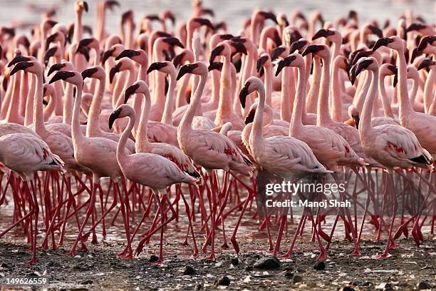 lesser flamingos - flamant photos et images de collection