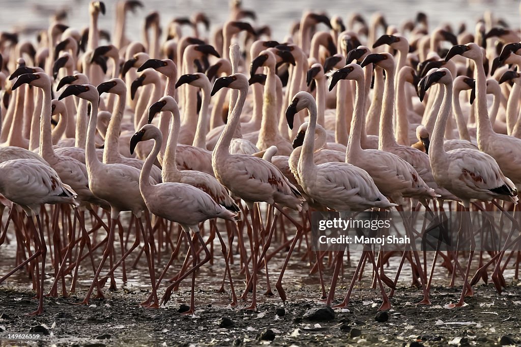 Lesser Flamingos