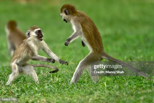 vervet monkeys play fighting. - vervet monkey stock-fotos und bilder