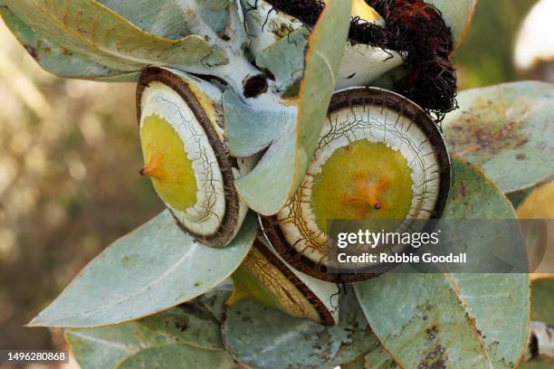 large yellow and white eucalyptus gum nuts - eucalyptus leaves stock-fotos und bilder