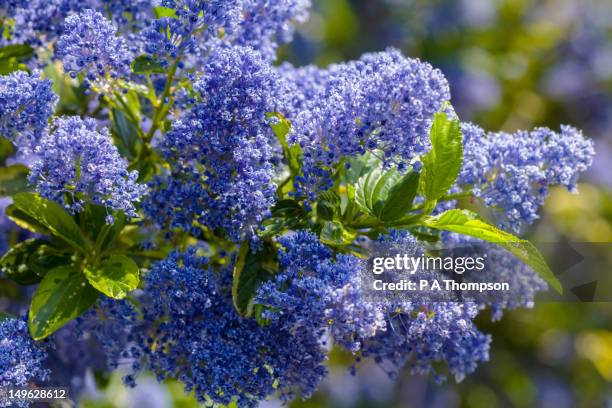 99点のカリフォルニアライラックのストックフォト Getty Images 99点のカリフォルニアライラックのストックフォト Getty Images