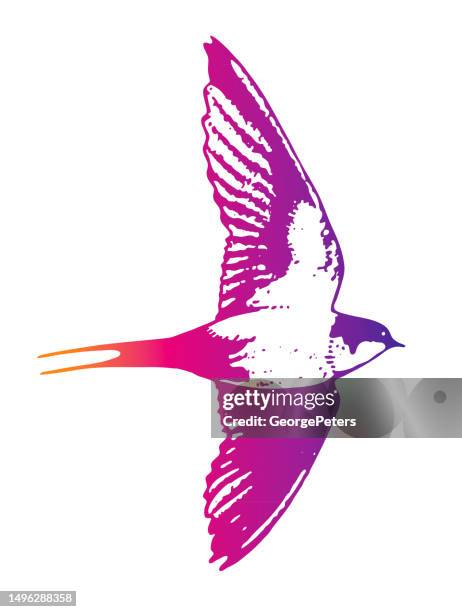 barn swallow flying - purple martin stock illustrations