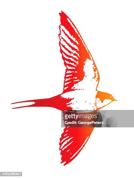 barn swallow flying - swift bird stock illustrations