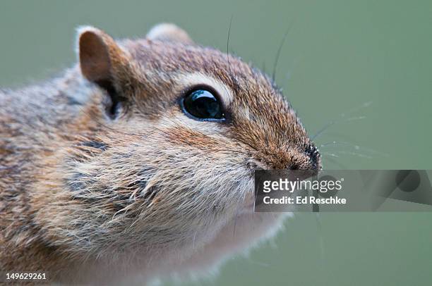 eastern chipmunk close-up with bulging cheeks - chipmunk stock pictures, royalty-free photos & images