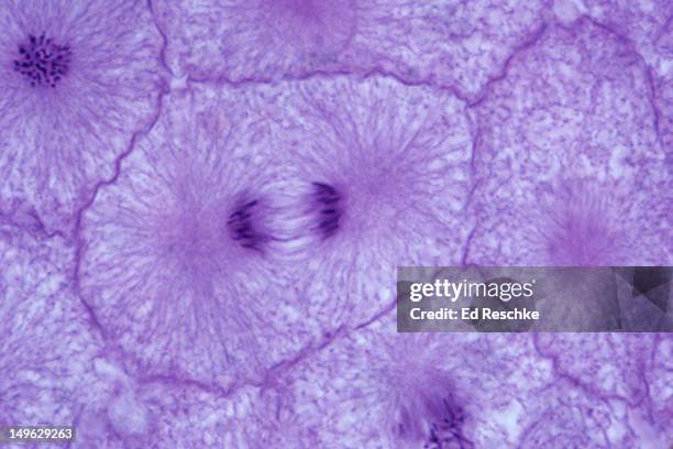 anaphase, animal mitosis (whitefish), 250x - anáfase imagens e fotografias de stock