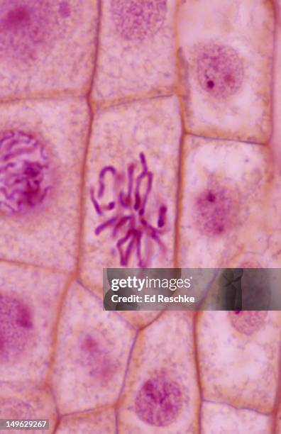 late prophase, plant mitosis, onion root tip 400x - prophase stock pictures, royalty-free photos & images