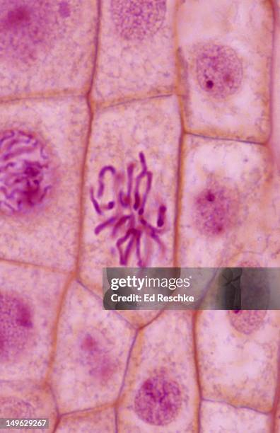 late prophase, plant mitosis, onion root tip 400x - mitosis bildbanksfoton och bilder