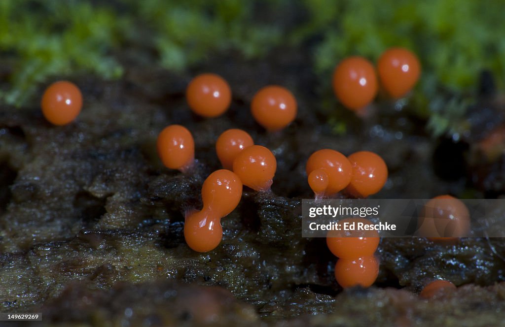 Slime Mold, Early Fruiting Bodies (Hemitrichia sp)