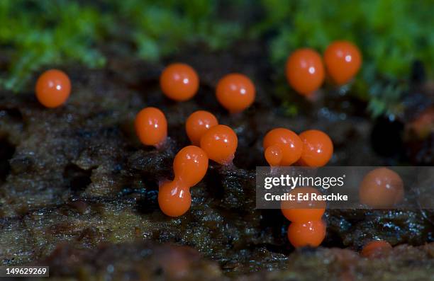 slime mold, early fruiting bodies (hemitrichia sp) - plasmódio - fotografias e filmes do acervo