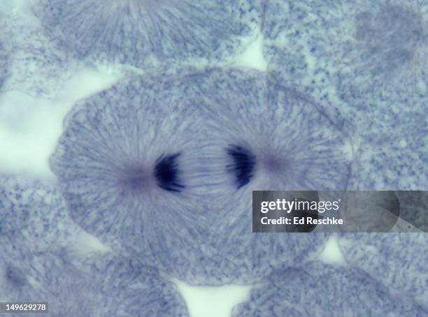 anaphase, animal mitosis (whitefish), 280x - mitosis bildbanksfoton och bilder