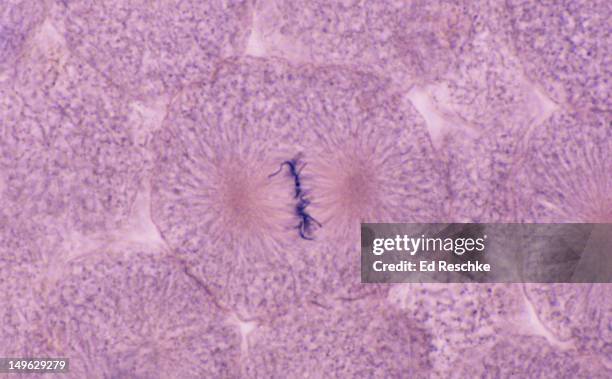 metaphase, animal mitosis (whitefish), 250x - metaphase stock pictures, royalty-free photos & images