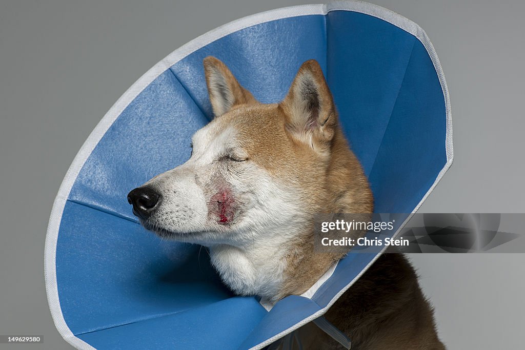 Injured wearing a protective cone