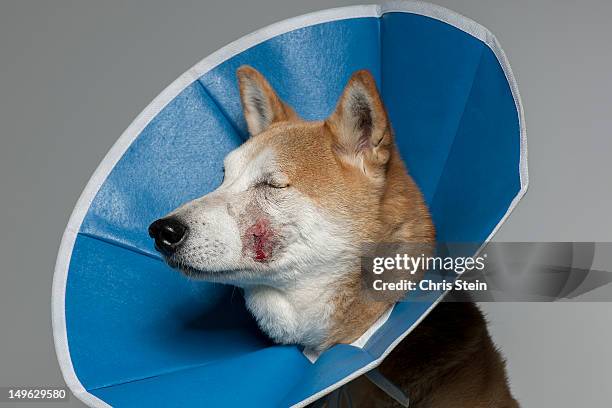 injured wearing a protective cone - injured dog stock pictures, royalty-free photos & images