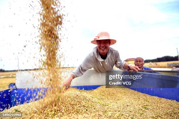 Farmer collects wheat in a field ahead of Grain In Ear on June 5, 2023 in Liaocheng, Shandong Province of China. Grain in Ear, the 9th solar term,...