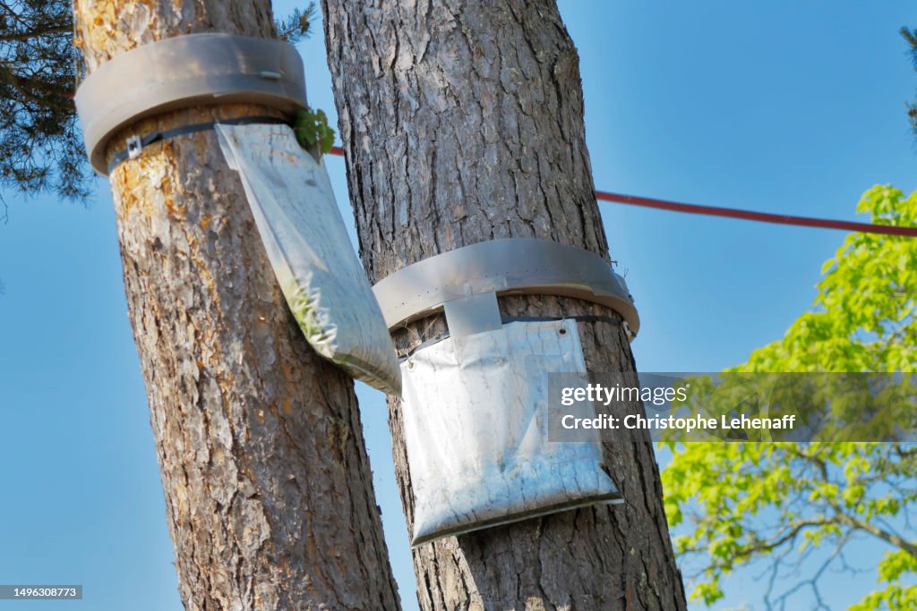 Processionary caterpillar traps in Seine et Marne, France