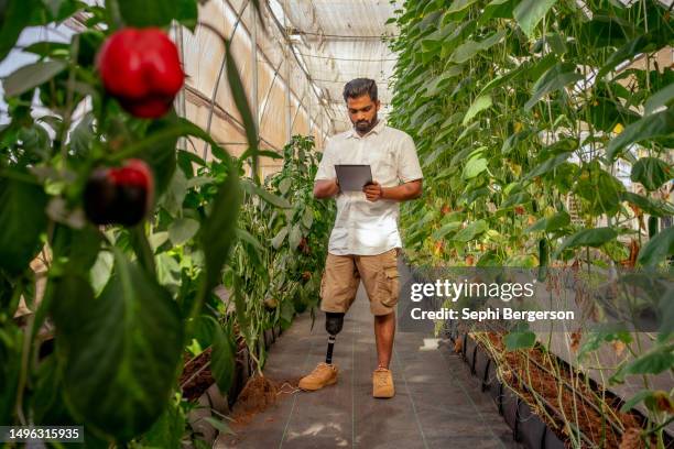 people using technology at a greenhouse for sustainable supply chain - agriculture supply chain technology stock pictures, royalty-free photos & images