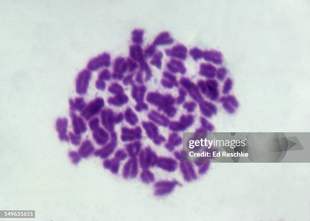 human chromosomes and chromatids, male, 500x - chromosome stock pictures, royalty-free photos & images