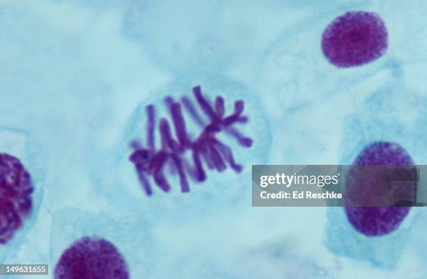 metaphase, onion root tip squash preparation, 500x - metaphase 個照片及圖片檔