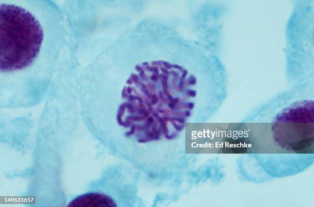 prophase, onion root tip squash preparation, 500x - prophase stock pictures, royalty-free photos & images