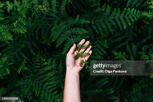 women and touching green fern leaf in forest - beauty in nature stock pictures, royalty-free photos & images