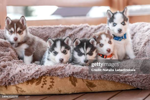 puppy love: endearing portrait of five beige and black husky puppies relaxing on a couch - husky blue eyes stock pictures, royalty-free photos & images