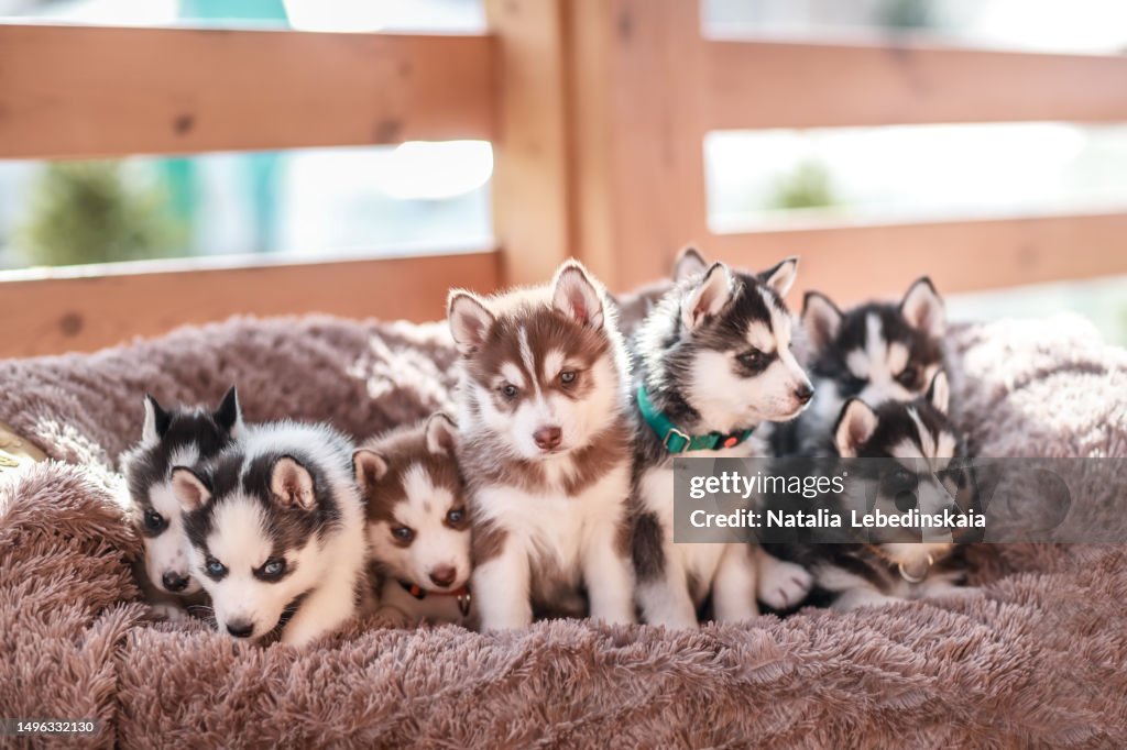 Portrait of eight black and beige husky puppies on cozy couch. Brood of puppies