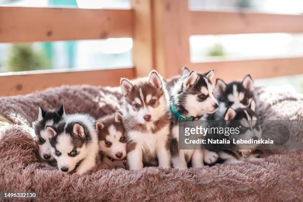 portrait of eight black and beige husky puppies on cozy couch. brood of puppies - siberian husky stock pictures, royalty-free photos & images