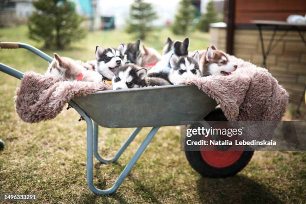 backyard puppy adventure: join the fun-filled backyard adventure as the owner moves a delightful group of 8 husky puppies in a wheelbarrow, ensuring their safety and comfort with a soft blanket during their playful journey. - husky blue eyes stock pictures, royalty-free photos & images