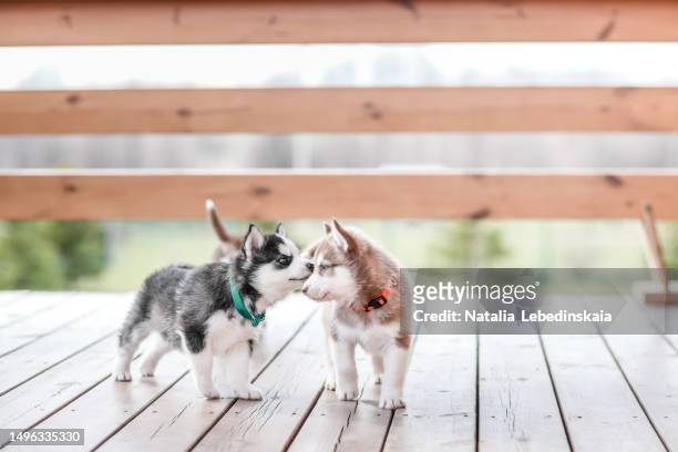 outdoor adventures: husky puppies having fun sniffing and playing together in the backyard - husky blue eyes stock pictures, royalty-free photos & images