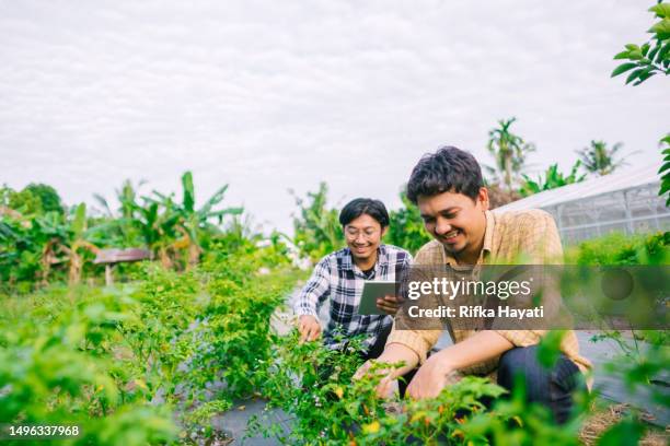 des agriculteurs asiatiques heureux qui récoltent des légumes à l’aide d’une tablette numérique. - indonésien photos et images de collection