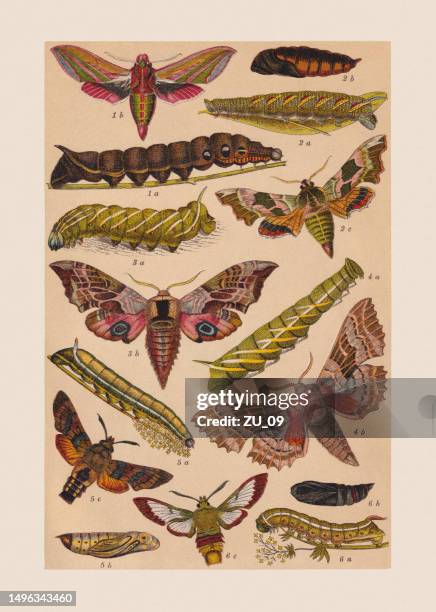 various butterflies (sphingidae), chromolithograph, published in 1892 - pink elephant stock illustrations