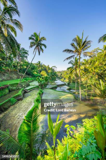 rice terrace bali, indonesia - bali stock pictures, royalty-free photos & images