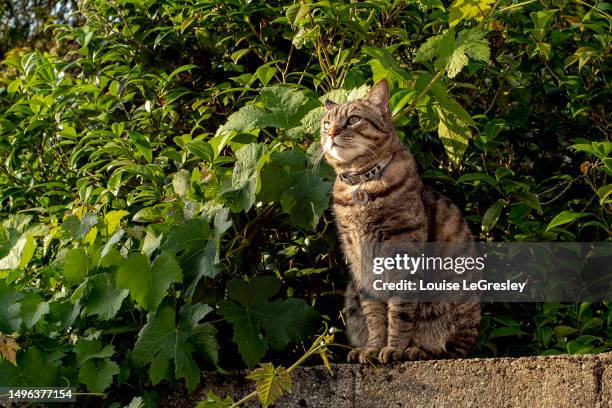 beautiful tabby cat sitting on a stone wall - tabby cat stock pictures, royalty-free photos & images