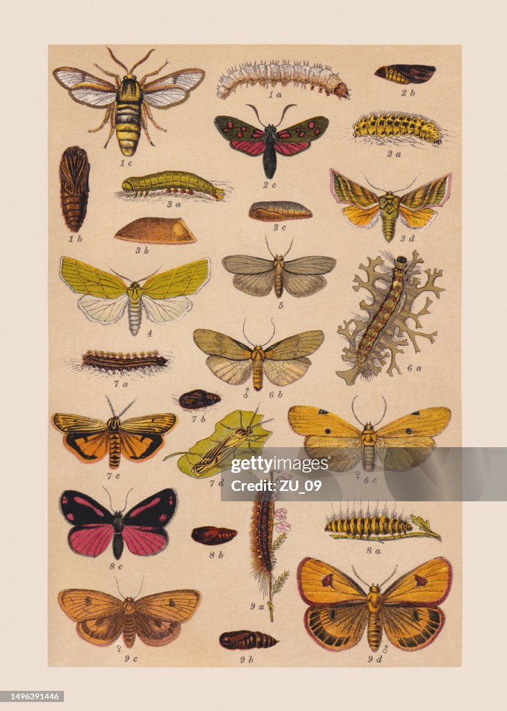 Various butterflies (Sesiidae, Zygaenidae, Noctuidae, Erebidae), chromolithograph, published in 1892