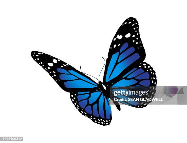 blue butterfly - farfalla foto e immagini stock