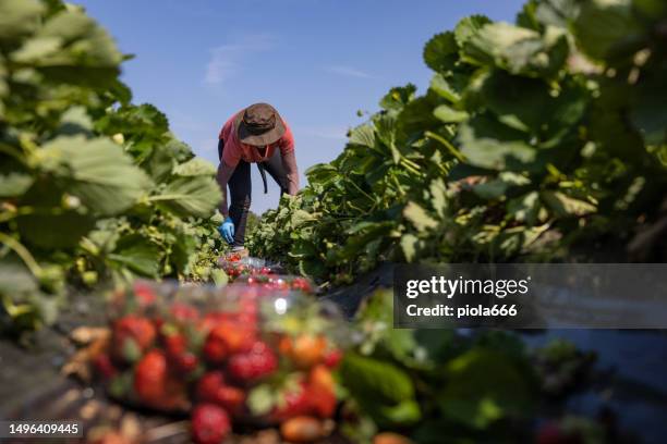 agricultural activity in italy: strawberry picking up - farm worker stock pictures, royalty-free photos & images
