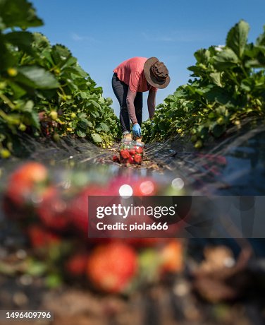Agricultural activity in Italy: strawberry picking up