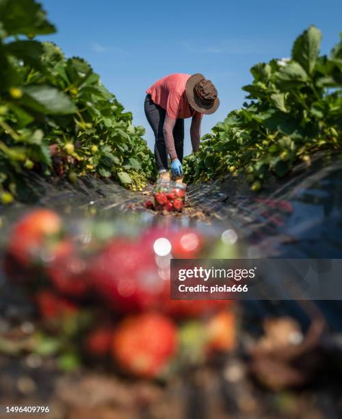 agricultural activity in italy: strawberry picking up - trabalhador rural imagens e fotografias de stock