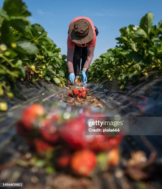 actividad agrícola en italia: recogida de fresas - oficios-agricolas fotografías e imágenes de stock