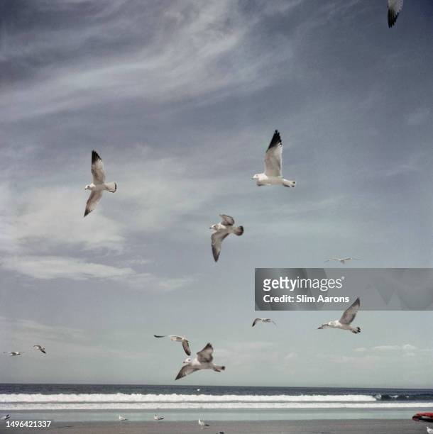 Seagulls flying over a beach in San Diego, California, 1960.