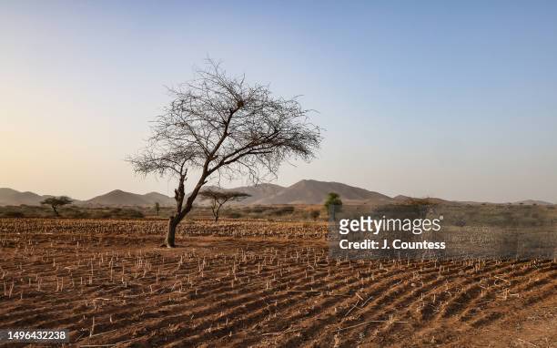 Section of some of the harvested farmlands around the city of Barentu as seen on May 21, 2023 in the Gash Barka Region of Eritrea. When crops are in...