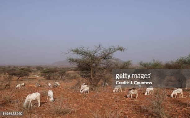 Goats graze in a section of harvested farmland outside of the city of Barentu as seen on May 21, 2023 in the Gash Barka Region of Eritrea. When crops...
