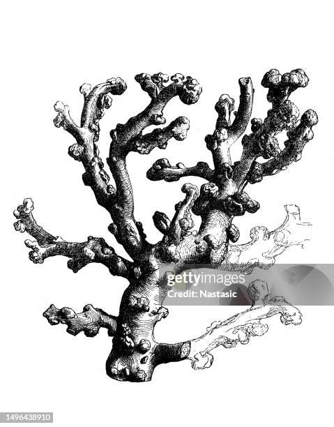 tree coral (dendrophyllia ramea) - mollusc stock illustrations