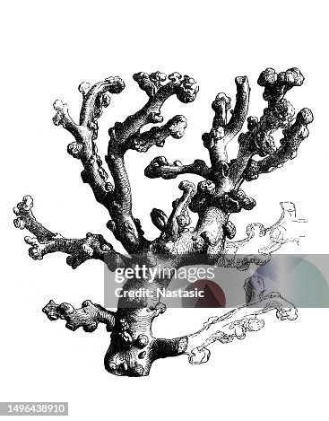 Tree coral (Dendrophyllia ramea) Tree coral (Dendrophyllia ramea)