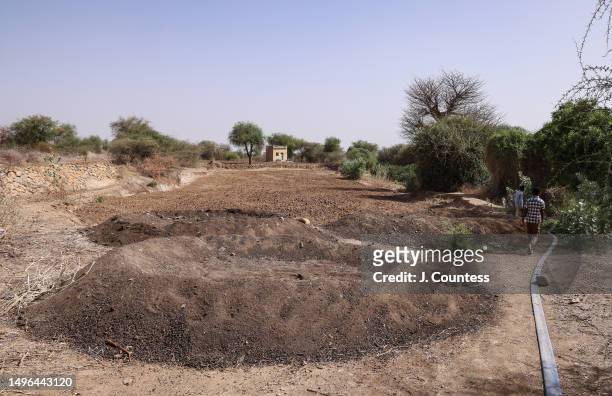 Communications Officer at the Ministry of Agriculture Andy Meskel Bererhe walks past two compost heaps that are a part of the production of natural...