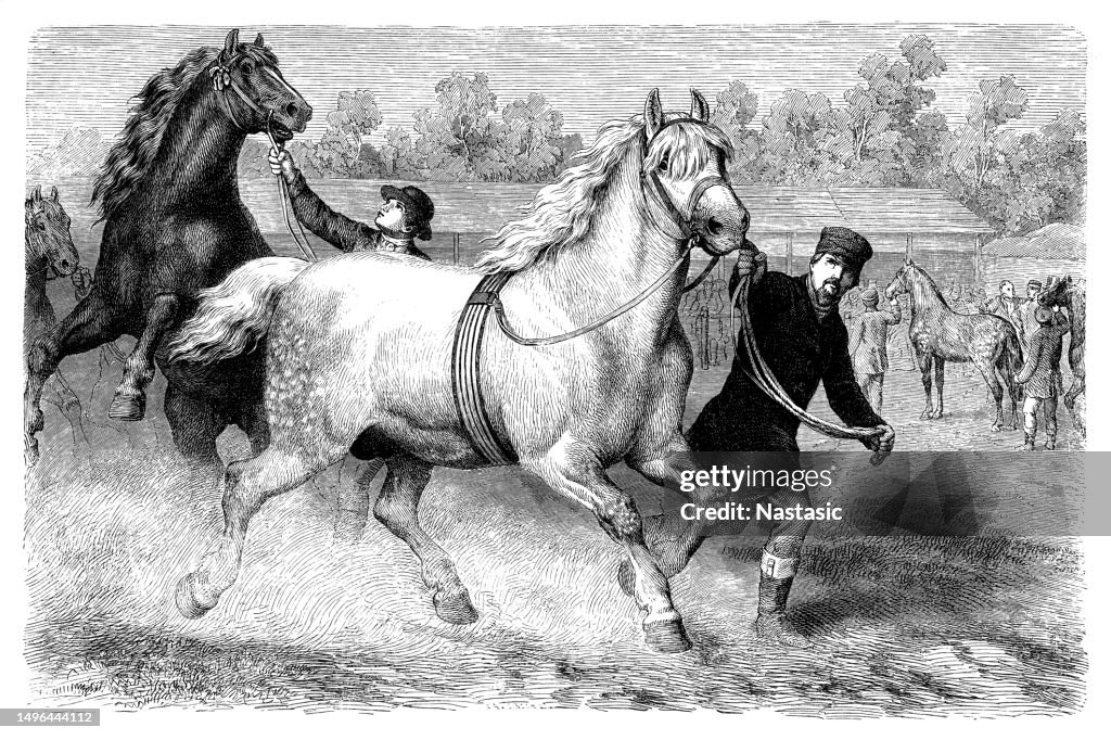 The Percheron is a breed of draft horse that originated in the Huisne river valley in western France, part of the former Perche province from which the breed takes its name
