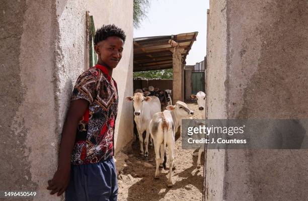 Field hand stands at the entrance to a cattle pen at a local farm on the edge of the city of Barentu on May 21, 2023 in the Gash Barka Region of...