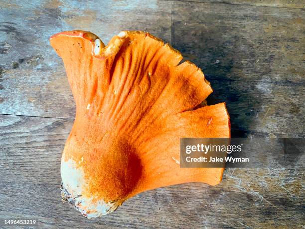 foraged lobster mushroom on a wooden table. - hypomyces-lactifluorum fotografías e imágenes de stock