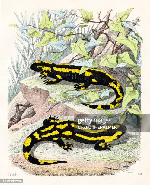 bildbanksillustrationer, clip art samt tecknat material och ikoner med yellow salamanders - very rare plate from "book of the world" 1852 - kräldjur