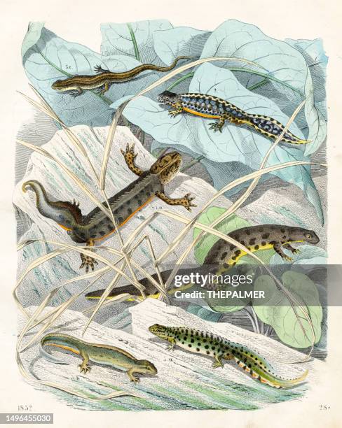 stockillustraties, clipart, cartoons en iconen met the tritons or water salamanders - very rare plate from "book of the world" 1852 - lithograph